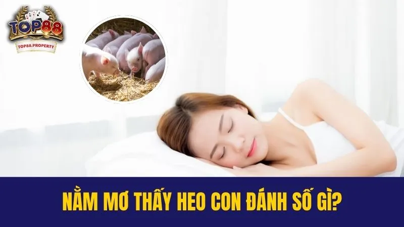 nằm mơ thấy heo con đánh số gì